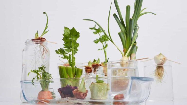 If You Toss Every Avocado Pit And Pineapple Top, Here Are 7 Grocery Scraps That Root In A Glass Of Water