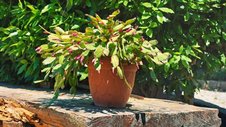 If Your Christmas Cactus Spent Summer Outside, Here’s How To Lower the Risk of Bud Drop When You Bring It In