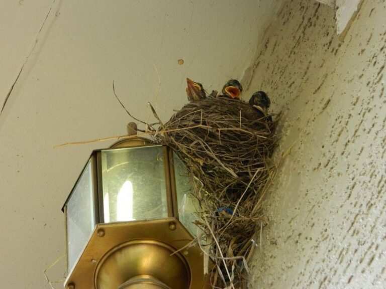 Robin Nesting on Your Porch Light? What She Needs From You, Even After the Chicks Leave the Nest