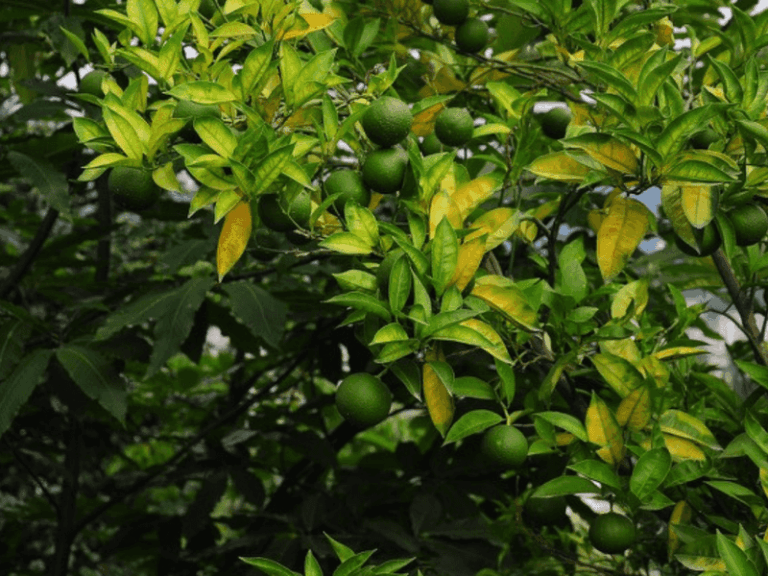 If Your Lemon Tree Barely Fruits, Here’s The Slightly Acidic Soil Trick That Unlocks Hundreds More
