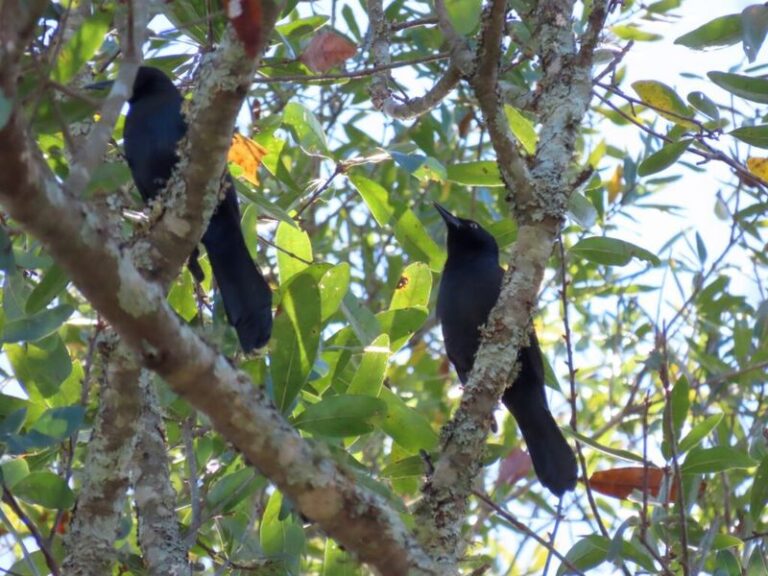 Ravens Keep Gathering In One North Carolina Tree Because The Yard Below Is Handing Them A Meal