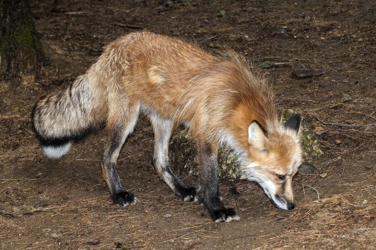 Foxes Digging Along Your North Carolina Wood Line In Fall Are Reading A Signal In The Soil