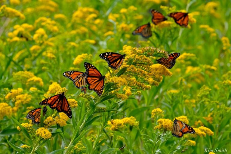 A Native Perennial Feeds Migrating Monarchs Through Your North Carolina Yard Deep Into October