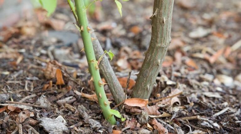 If Your Climbing Roses Grow Long Canes But Barely Bloom, Here Are 13 Easy Rescues That Bring The Flowers Back