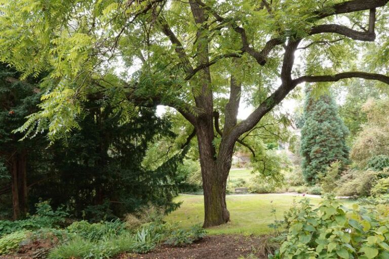 If A Black Walnut Tree Grows Near Your Yard, Here Is Why Your Tomatoes May Be Struggling