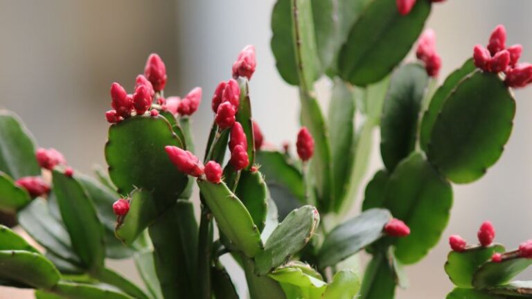 If Your Christmas Cactus Hasn’t Set A Single Bud Yet, Here’s The October Dark-Night Reset To Try