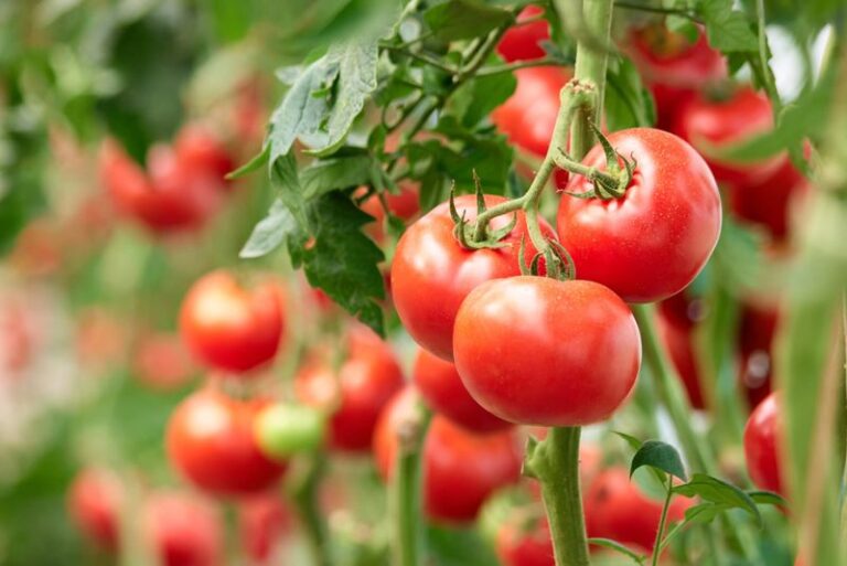 If Your Tomatoes Are Under Attack, Here’s The Silent Chemical Warning They Broadcast To Every Plant Nearby