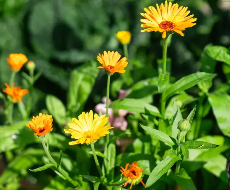 13 Mums Alternatives That Keep Blooming Long After Your Grocery-Store Mums Turn Brown