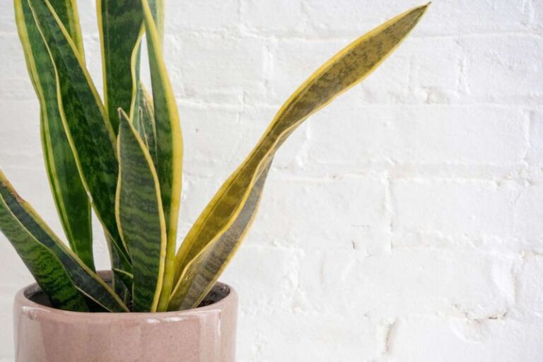 Soft, Yellow Snake Plant Leaves? Watering Before the Mix Dries May Be Contributing