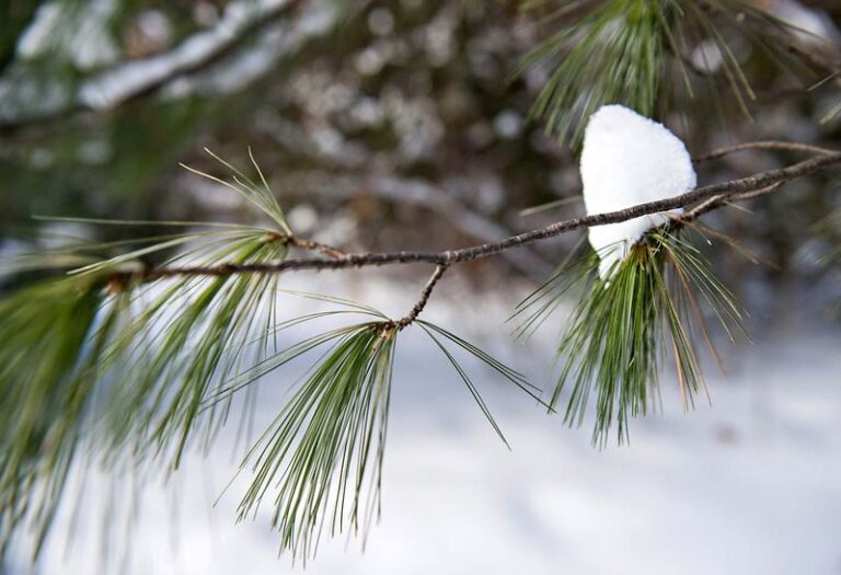 If White Pine Needles Hang On Through Winter, Here’s The Vitamin C Payload Hiding In Every Green Cluster