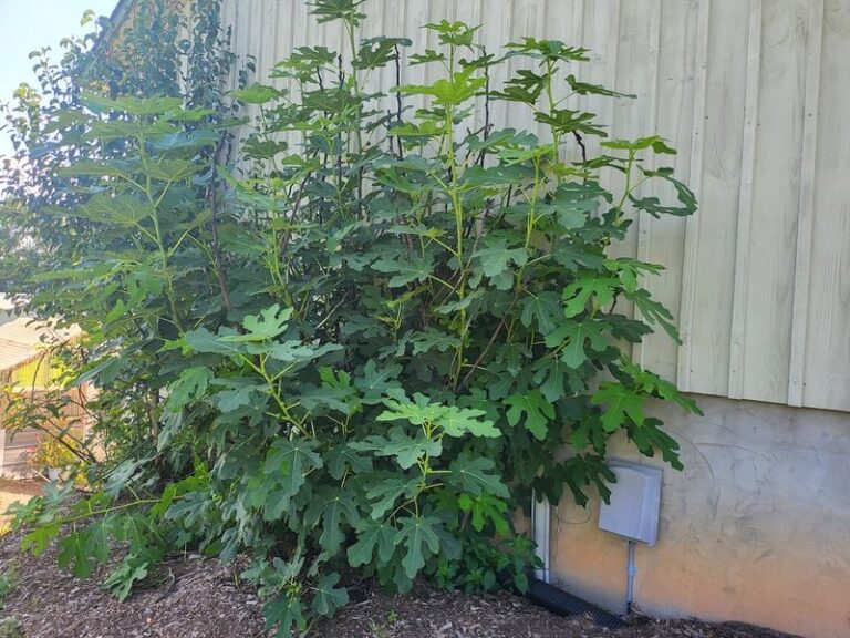 September Scouting and Sanitation Give North Carolina Fig Trees Their Best Defense Against Rust