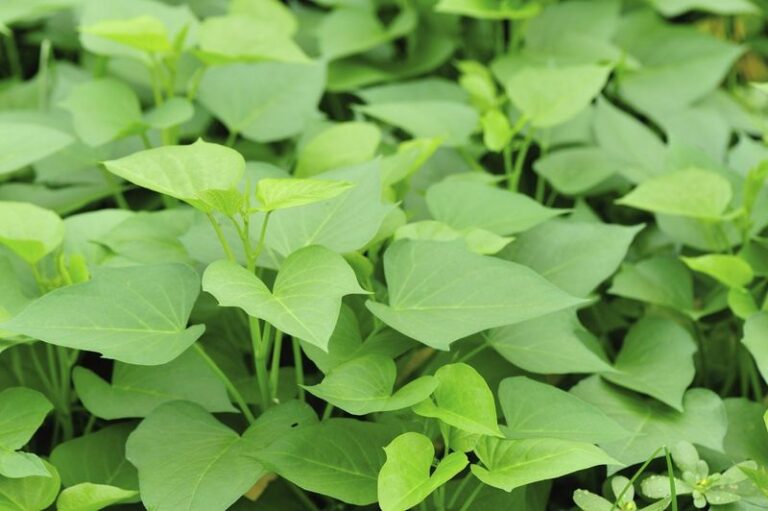 If You Toss Sweet Potato Vine Leaves, Here’s The Quiet Job Those Greens Do On Your Plate