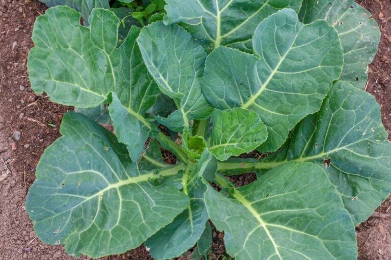 The One Thing North Carolina Collards Need After A Heavy September Rain Or The Leaves Turn Bitter And Tough
