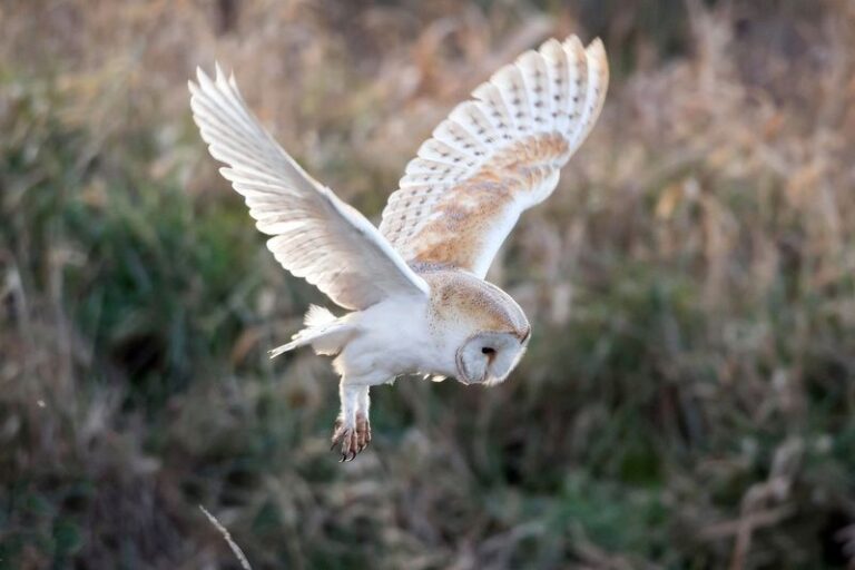 If Owls Hunt Your Yard At Night And You Never Hear Them, Here’s The Silent-Wing Trick That Fools Even Mice