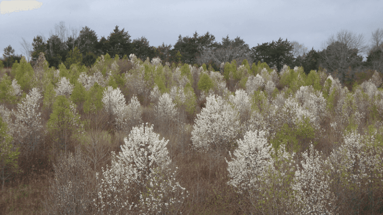 North Carolina Counties Are Quietly Banning These Plants And You May Already Have One