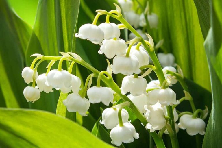 The Pretty Lily-Of-The-Valley In Your Shade Bed Carries Related – But Different – Heart Compounds To A Prescription Pill