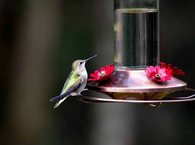 If Hummingbirds Stop Visiting As Flowers Fade, Here Are 12 Feeder Fillers That Bring Them Back (And 6 To Never Use)