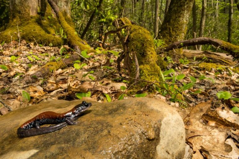 Salamanders Turning Up Under Your North Carolina Logs And Leaf Litter Signal A Yard That’s Thriving