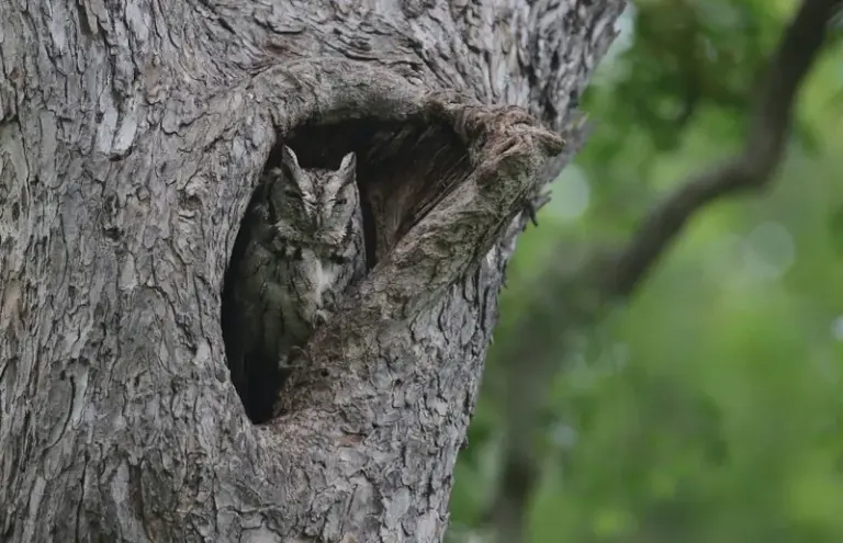 Screech Owls Calling At Dusk In North Carolina May Signal An Active Predator And Suitable Habitat Near Your Home