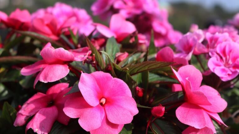 If You’re Tired Of Deadheading Petunias Every Week, Here Are 13 Flowers That Bloom Without The Babysitting
