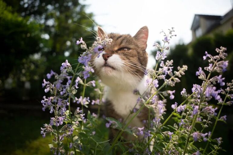 Catnip and Mosquitoes: What the Research Actually Says About Nepetalactone vs. DEET