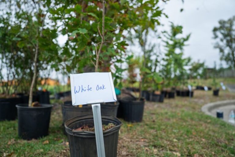 The Native Plants Your North Carolina HOA Can’t Legally Stop You From Growing Out Front