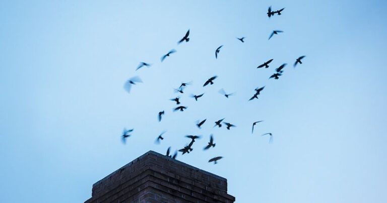 Chimney Swifts Circle Your North Carolina Yard At Dusk Because The Insects Above It Are Thick