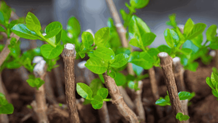 If Your Fig Tree Thrives, Here’s How One Dormant Cutting Turns Into A Second Tree For Free