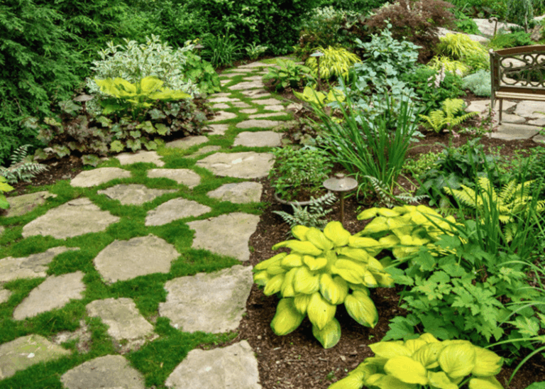 The Low-Growing North Carolina Natives That Edge A Walkway For Years Without Ever Needing A Trim