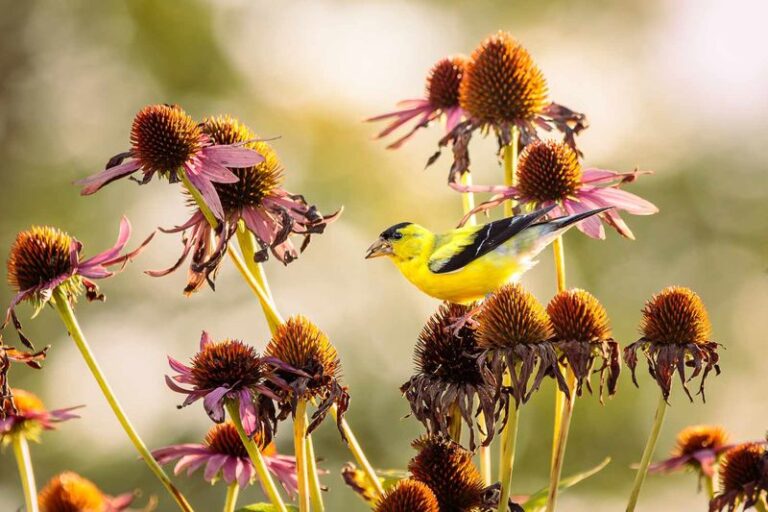 How To Save Purple Coneflower Seed Before Goldfinches Eat It