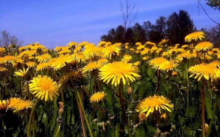 If You Dig Dandelions Out Of Your Lawn Every Spring, Here’s The 7,000-Unit Nutrient Factory You’re Throwing Away