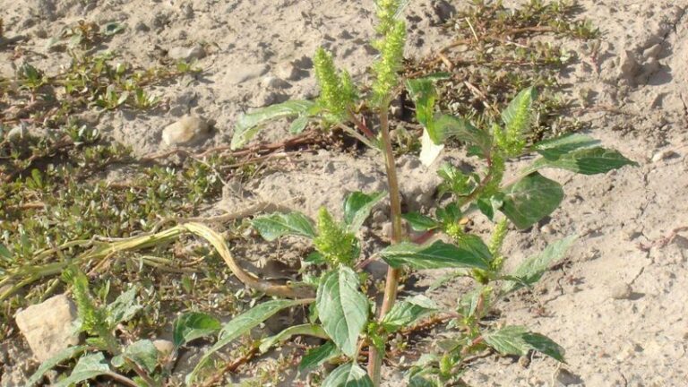 Redroot Pigweed in Your Garden: What Its Red Root Can and Can’t Tell You