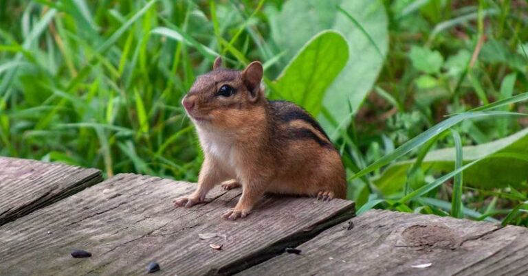 Chipmunks Keep Tunneling Along Your North Carolina Foundation Because The Yard Is Feeding Them Well