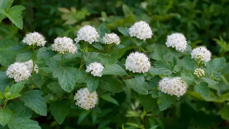 These North Carolina Native Plants Pull Night Moths In So Your Backyard Bats Stay Fed Into Fall