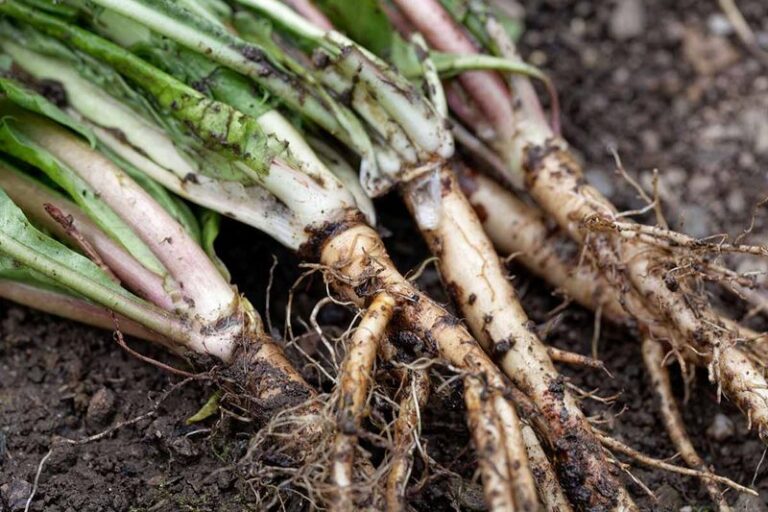 Dandelion Roots Run Deep, But Do They Really Mine Calcium From Your Lawn?