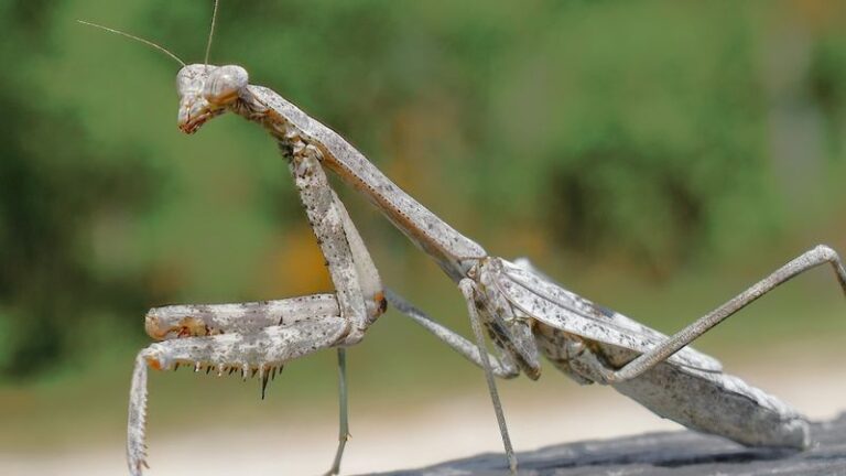 A Praying Mantis Perched On Your North Carolina Tomato Stakes May Signal Available Structure, Not a Balanced Garden