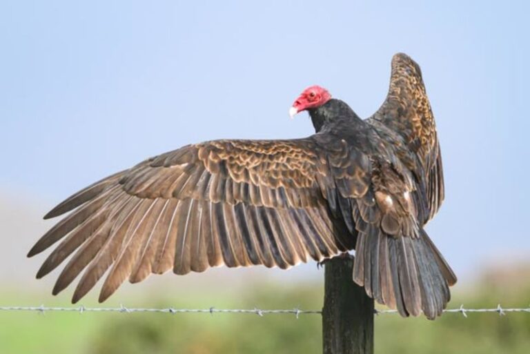 If A Turkey Vulture Circles Your Yard, Here’s The Specialized Gut That May Quietly Alter How Disease Spreads