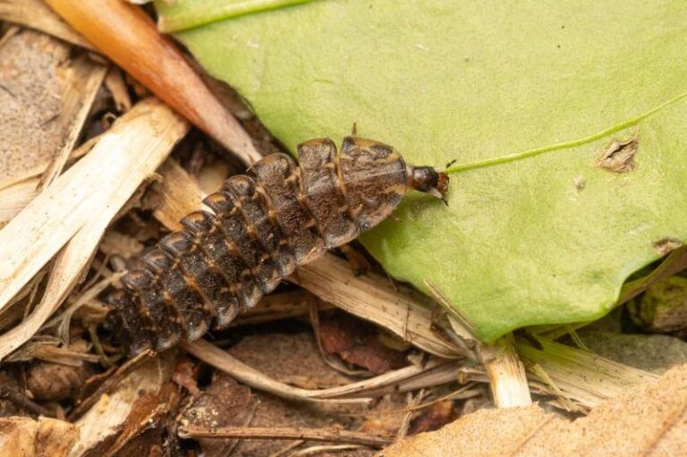 Why You Should Keep Some Leaves To Support Firefly Habitat In Your North Carolina Yard