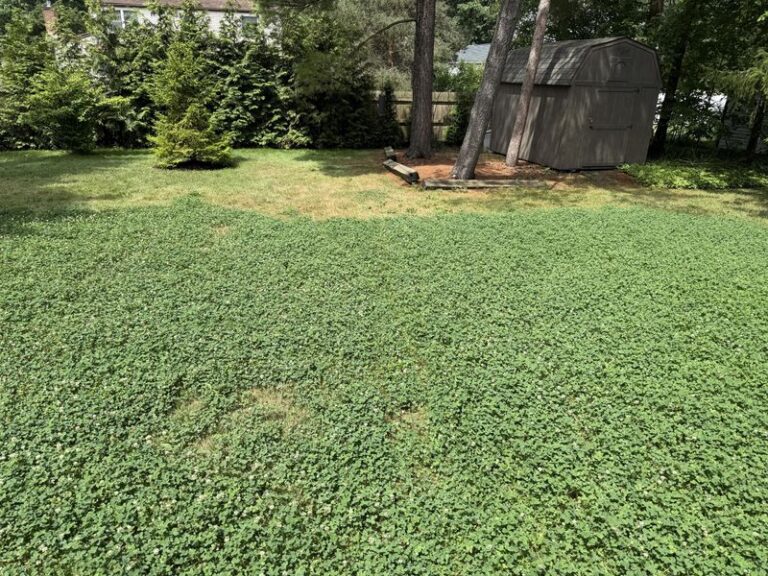 If You Keep Ripping Clover Out Of Your Lawn, Here’s The 250 Pounds Of Free Nitrogen You’re Quietly Throwing Away