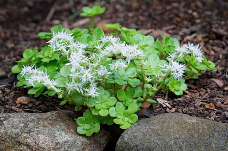 The North Carolina Native Plants That Fill Bare Dirt Along Your Driveway So You Never Mulch It Again