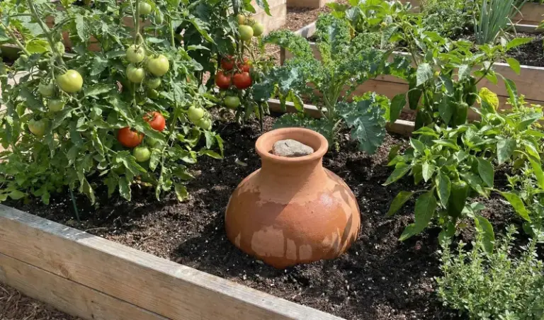 Why North Carolina Gardeners Bury Clay Ollas To Water Deep Roots Through The Late-Summer Heat