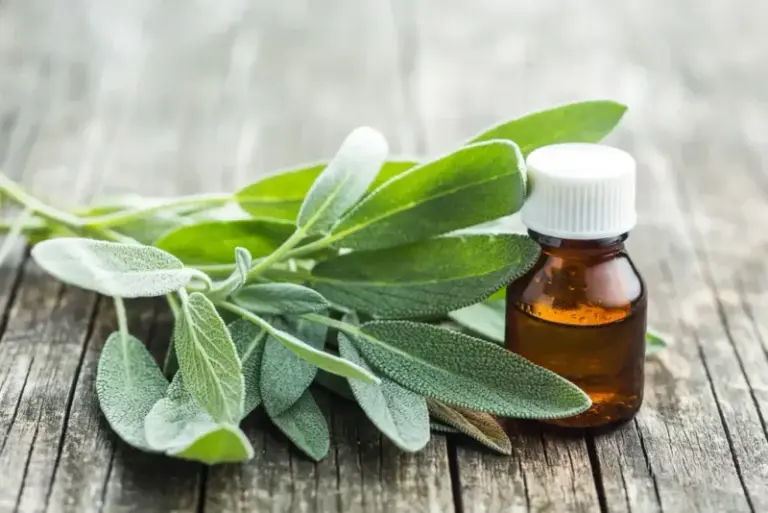 If Your Garden Sage Grows Thick Every Summer, Here’s The Oil Inside That Wipes Out Airborne Bacteria