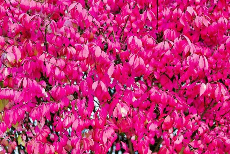 The Invasive Plants North Carolina Garden Centers Still Sell That You Should Never Put In Your Yard