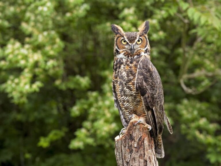 When A Great Horned Owl Starts Hooting Over Your North Carolina Yard, It’s Reading Your Rodent Numbers