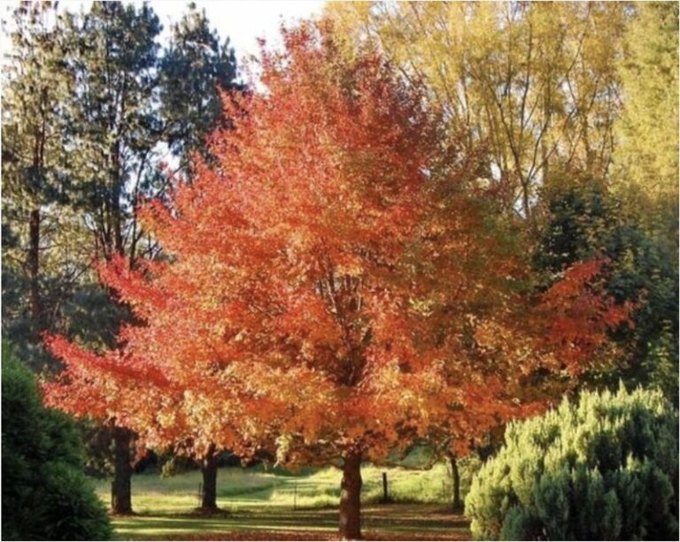 Black Gum, the Often Overlooked Native Shade Tree That Feeds North Carolina Pollinators in Spring and Wildlife Through Fall