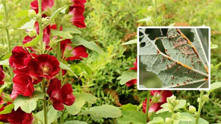 If Your Hollyhocks Get Rusty, Spotted Leaves Every Year, Here’s The Fall Cleanup That Can Reduce It