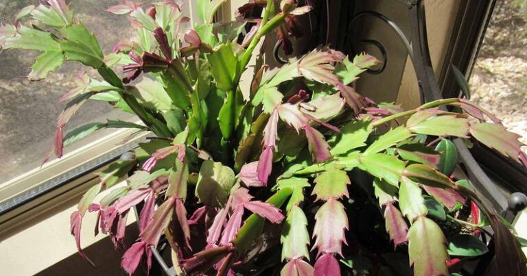 Red or Purple Christmas Cactus Segments: A Clue to Check Your Growing Conditions