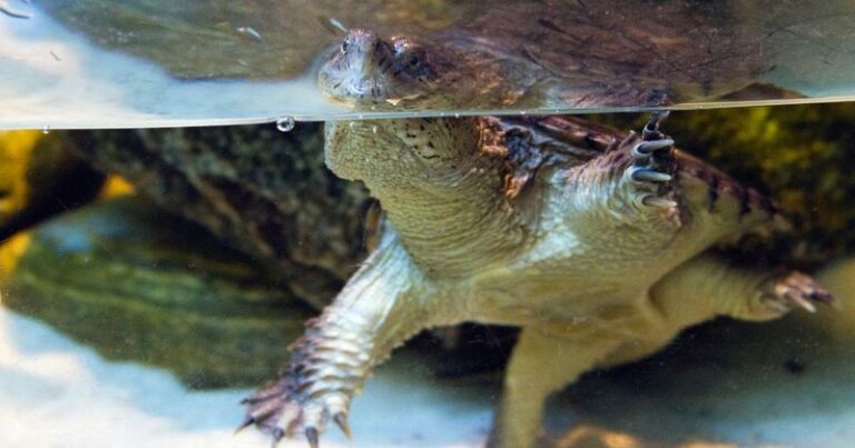 If A Snapping Turtle Settles Into Your Backyard Pond, Here’s The Occasional Scavenging Role It May Play Over A Possible Four-Decade Lifespan