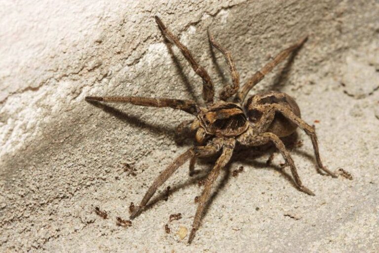 If A Wolf Spider Sprints Across Your Garage Floor, Here’s The Night Shift It’s Working Against Pests You Actually Fear