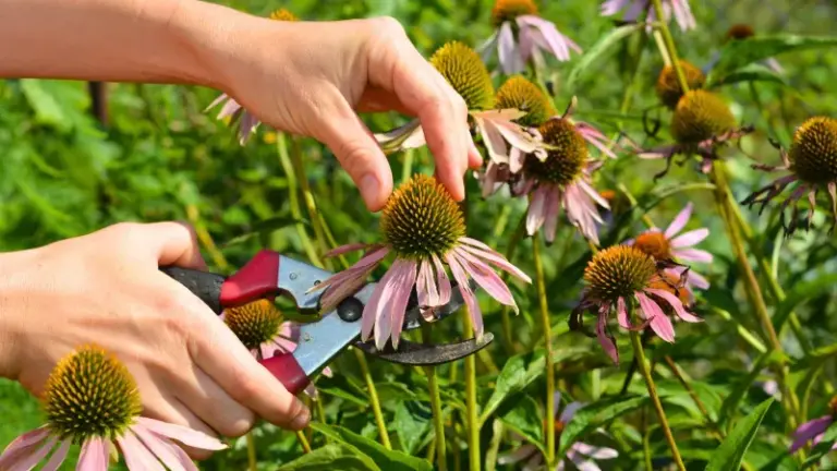 If Your Perennials Look Ragged Right Now, Here Are 11 You Should Cut Back In September For A Bigger Spring Show